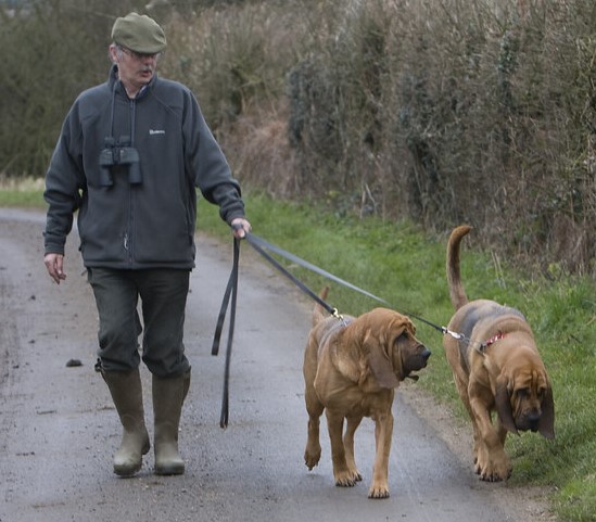 Click Trackers are the Bloodhounds of online marketing. Image courtesy of Bing image search and Flickr.