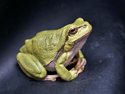 Photo of a frog by Pixabay.