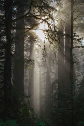 Redwood trees by Hannah Grace via Unsplash.